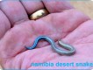 1303240436 - 000 - namibia desert snake